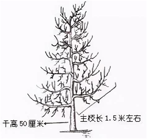 ppt树状模板,ppt树状素材,ppt树状结构_大山谷图库