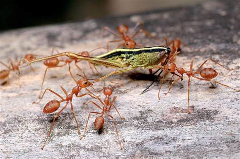 什么是大头蚁属？ - 知乎