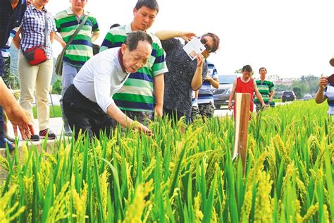 袁隆平海水稻团队亩产超400公斤_手机新浪网