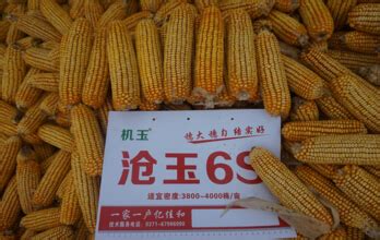 玉米种子_辽宁东亚种业有限公司