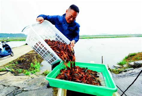 小龙虾养殖技术基础篇（一）