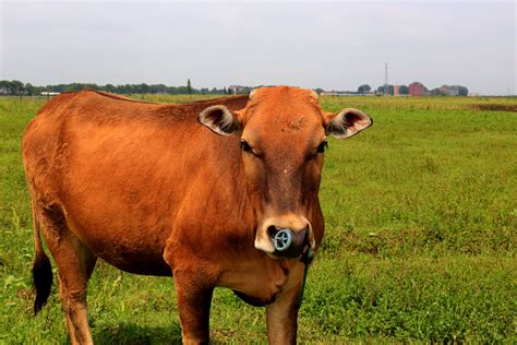 草地上的牛群图片_在草地上晒太阳的牛群素材_高清图片_摄影照片_寻图免费打包下载