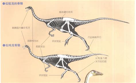 中国新疆发现巨型恐龙，身子一半都是脖子！ - 知乎