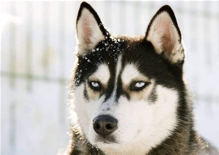 哈士奇图片雪橇犬,雪橇犬图片哈士奇,哈士奇雪橇犬_大山谷图库