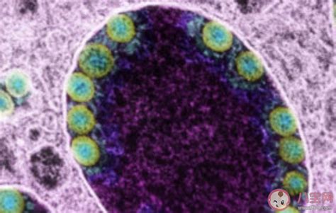 法国发现极为罕见变异新冠病毒：英国发现的变异病毒再次变异-新闻频道-和讯网
