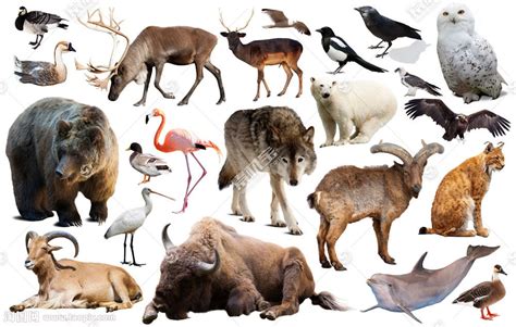 各种动物合集矢量图片(图片ID:1085034)_-陆地动物-生物世界-矢量素材_ 素材宝 scbao.com