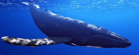 蓝鲸的一个肺就重达十吨，一次吸气15000升，但憋气冠军不是它