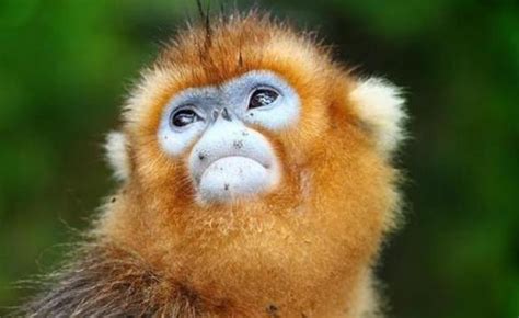 【科普摄影】川金丝猴的情与爱 | 中国科普作家网