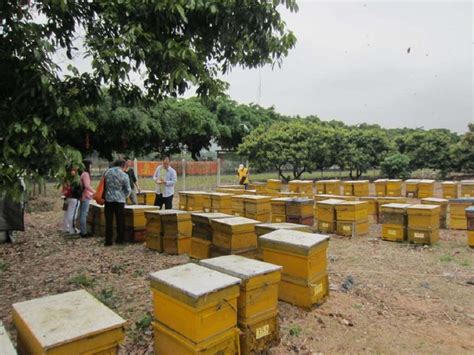 维持大群的中蜂品种有哪些 - 匠子生活