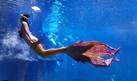 美人鱼表演—精彩演出—绿色星球科普乐园景区—重庆蔚蓝动物园管理有限公司