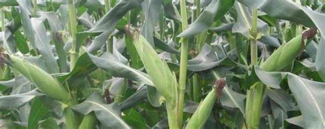 吉单27玉米品种简介 - 惠农网