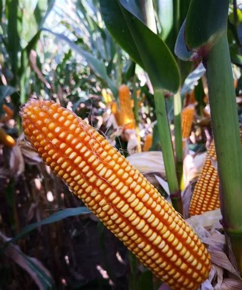 玉米种植时间和方法和过程-百度经验