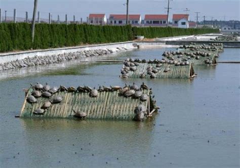 甲鱼养殖技术与甲鱼养殖基地建设-中国水产养殖网