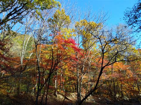 2023美丽的本溪老边沟，秋天时枫叶都红了，走在枫林间的小路上，听着小溪流水的潺潺声，大口大口地呼吸着..._本溪老边沟风景区-评论-去哪儿攻略