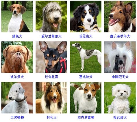 一篇文章让你分清所有狗的品种 - 知乎