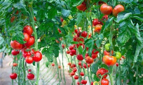 家庭种植番茄技术与管理！_蔬菜园地_寿光市九合农业发展有限公司