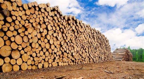 宣城市可余木材销售有限公司_阿里巴巴旺铺
