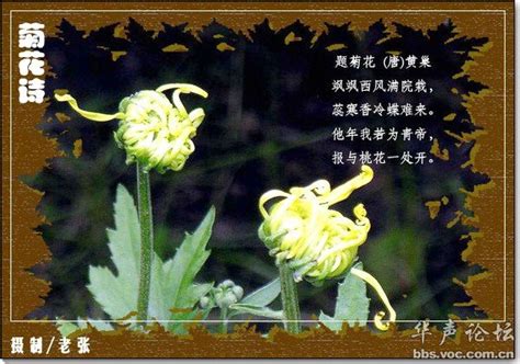 秋天描写菊花的优美诗句有哪些 关于菊花的古诗词大全 _八宝网