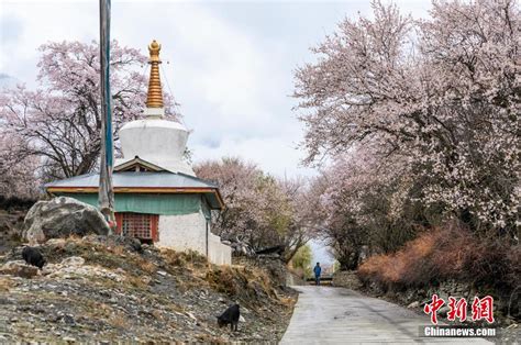 西藏林芝：雪域“江南” 桃花盛开