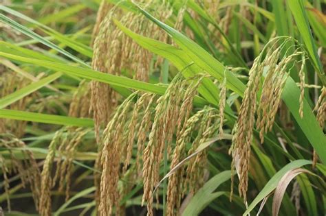 推广高产优质水稻品种_大冶市人民政府