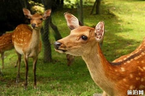 日本奈良小鹿在哪里 日本奈良鹿介绍_旅泊网
