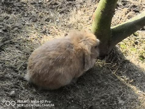 母兔一年繁殖几胎最为适宜 - 知百科