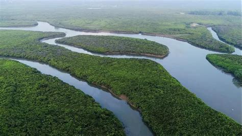 大力加强红树林资源保护为海南经济社会发展及自贸港建设筑牢绿色屏障