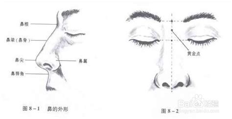 鼻部解剖图片-百度经验