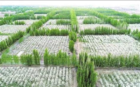 三北工程实施40年 新疆人工绿洲面积扩大近5倍 - 中国绿色碳汇基金会