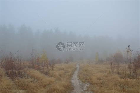 在森林里过夜后的晨雾高清图片下载-正版图片504431082-摄图网