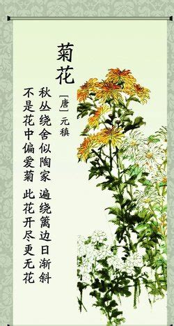 有关描写菊花的古诗词集锦-学习网
