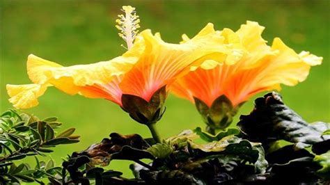芙蓉的花语是什么？芙蓉的寓意和象征-花卉百科-中国花木网