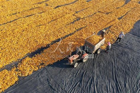 甘肃张掖：玉米种子金灿灿-人民图片网