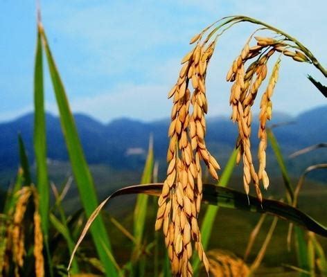 稻谷传播种子靠什么，附稻谷的分布范围 - 农敢网