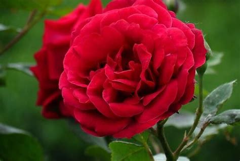 如果今天你收到的不是玫瑰，那就代表他不是真的爱你？|玫瑰谷|月季|玫瑰_新浪新闻
