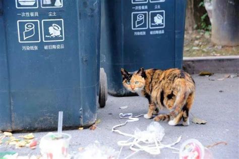 猫坐在垃圾桶插图插画图片下载-正版图片402307833-摄图网