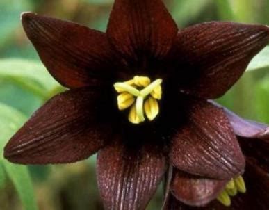 世界上花语最黑暗的花：世界上最高贵神秘的花_知秀网