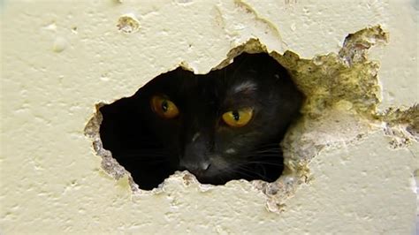 纪录片：小猫咪竟然被卡在了墙里出不来？还好好心人将它救了出来