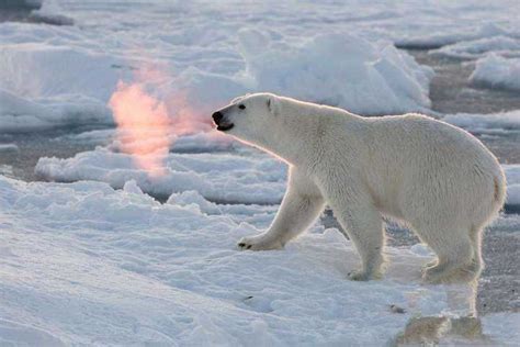 北极熊图片素材免费下载 - 觅知网