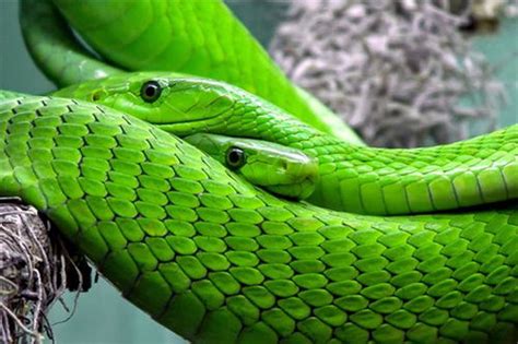 梦到一条小绿蛇是什么意思(梦见条绿色的蛇)_周公解梦大全