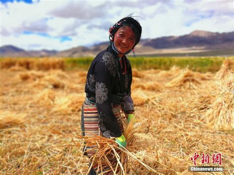 西藏各地青稞进入收割季节