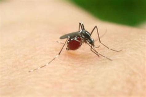 蚊子喜欢咬什么人 怎么防治蚊子咬-健康经验本