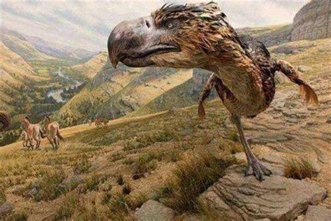 史上最大的老鹰，专吃恐鸟的哈斯特鹰！|哈斯特|恐鸟|老鹰_新浪新闻