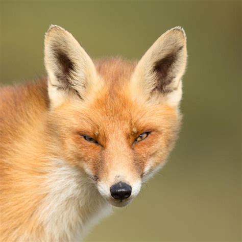 寻找食物的狐狸唯美野生动物图片_蛙客网viwik.com