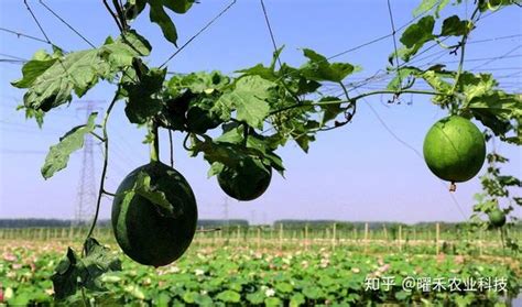 瓜蒌种子每亩地用多少斤 有什么作用-养花技巧-江苏长景园林