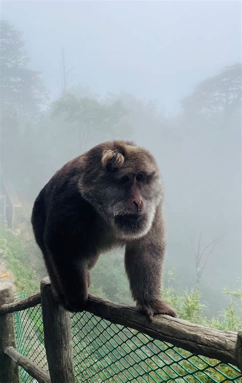 峨眉山猴子图片欣赏,峨眉山猴子摄影_大山谷图库