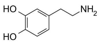 多巴胺和内啡肽是什么 多巴胺和内啡肽二者的区别在哪