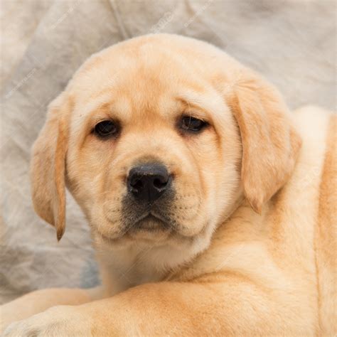 纯种拉布拉多犬幼犬狗狗出售 宠物拉布拉多犬可支付宝交易 拉布拉多犬 /编号10107000 - 宝贝它
