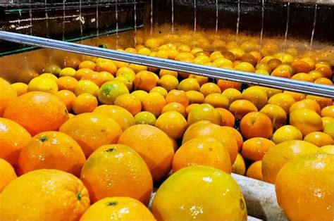 在拼多多卖橙子是一种什么体验？__财经头条