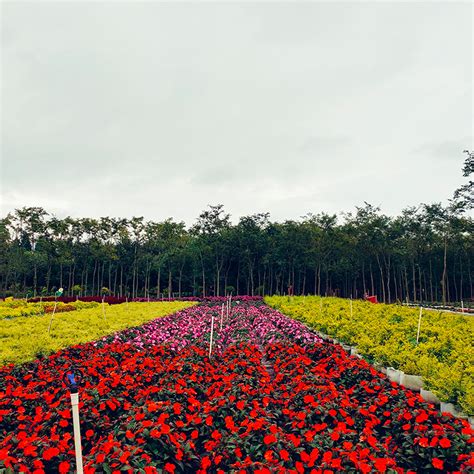 江门鹤山：年产5000万盆花卉！宅梧这个花木场带动农户就业增收！